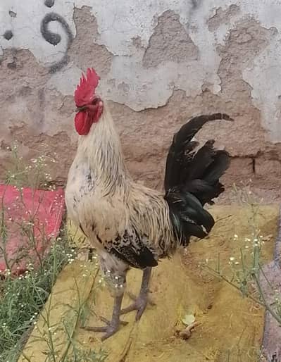 Murga in Healthy condition