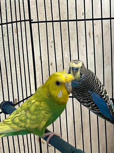 crust budgie awr Red eyes budgie