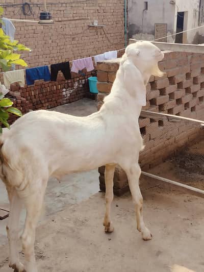 Pure Ranjanpuri Nukra Breader
