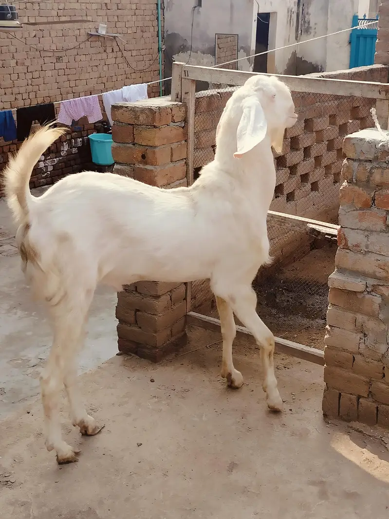 Pure Ranjanpuri Nukra Breader — photo 2