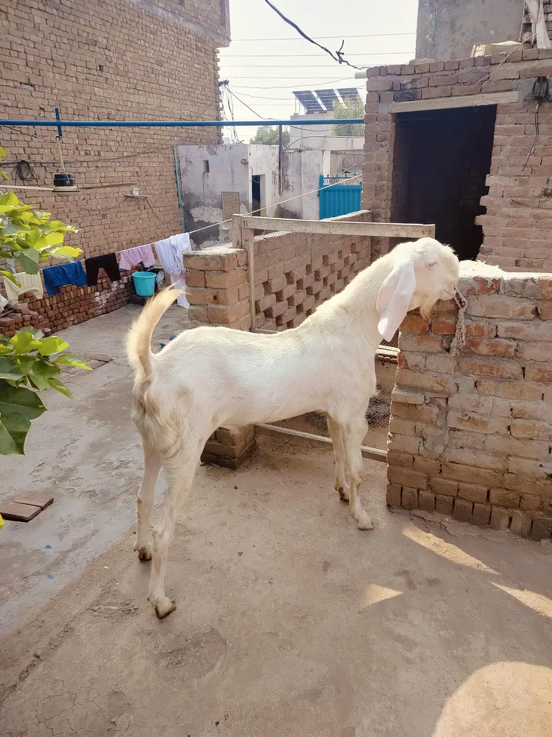 Pure Ranjanpuri Nukra Breader — photo 3