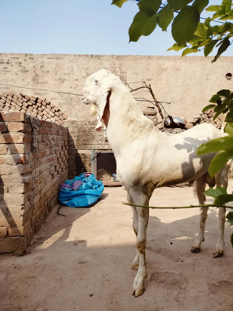 Pure Ranjanpuri Nukra Breader — photo 4