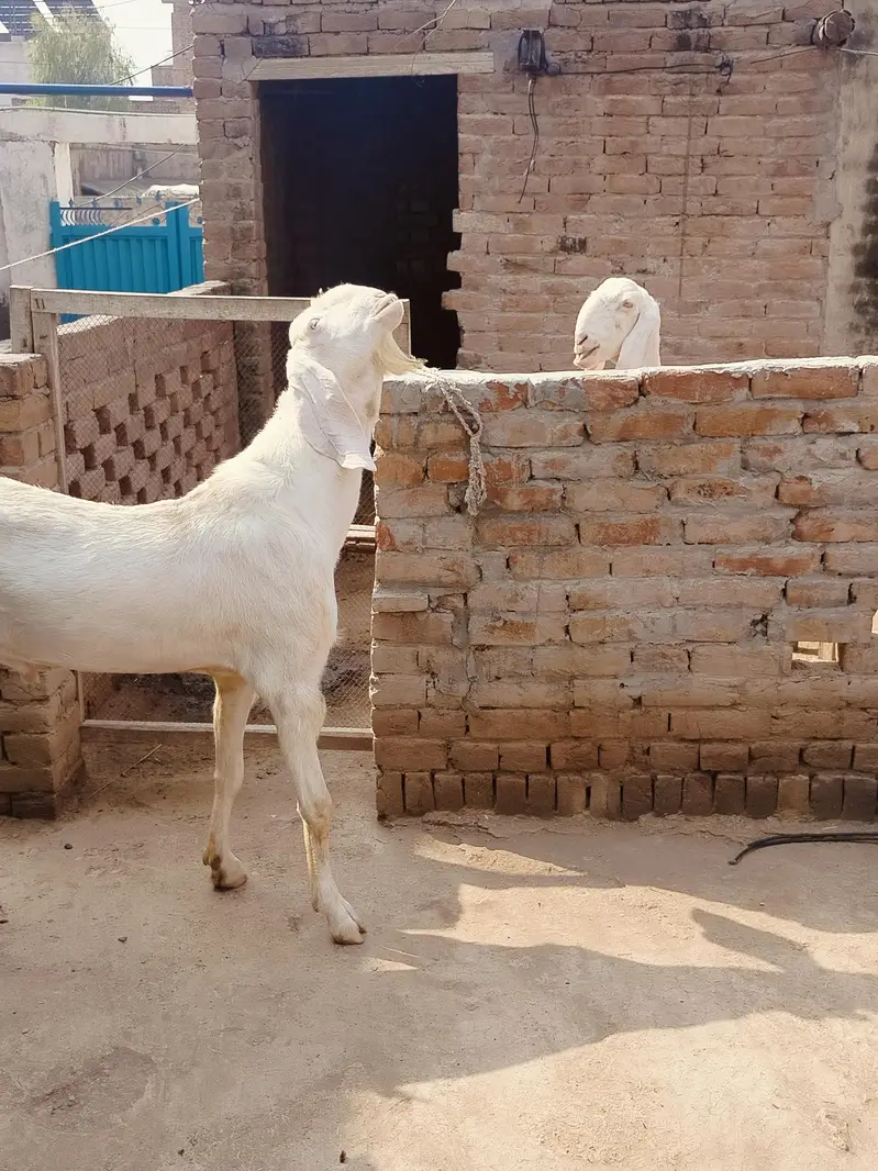 Pure Ranjanpuri Nukra Breader — photo 5