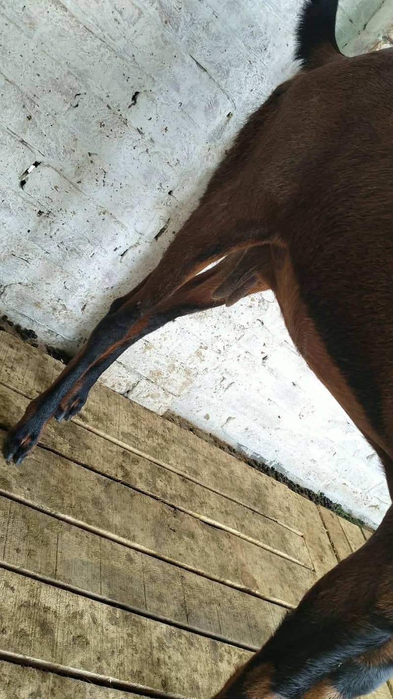Goats 1