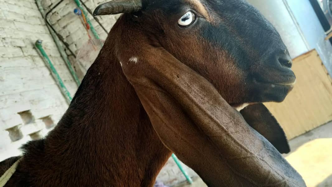Goats 3