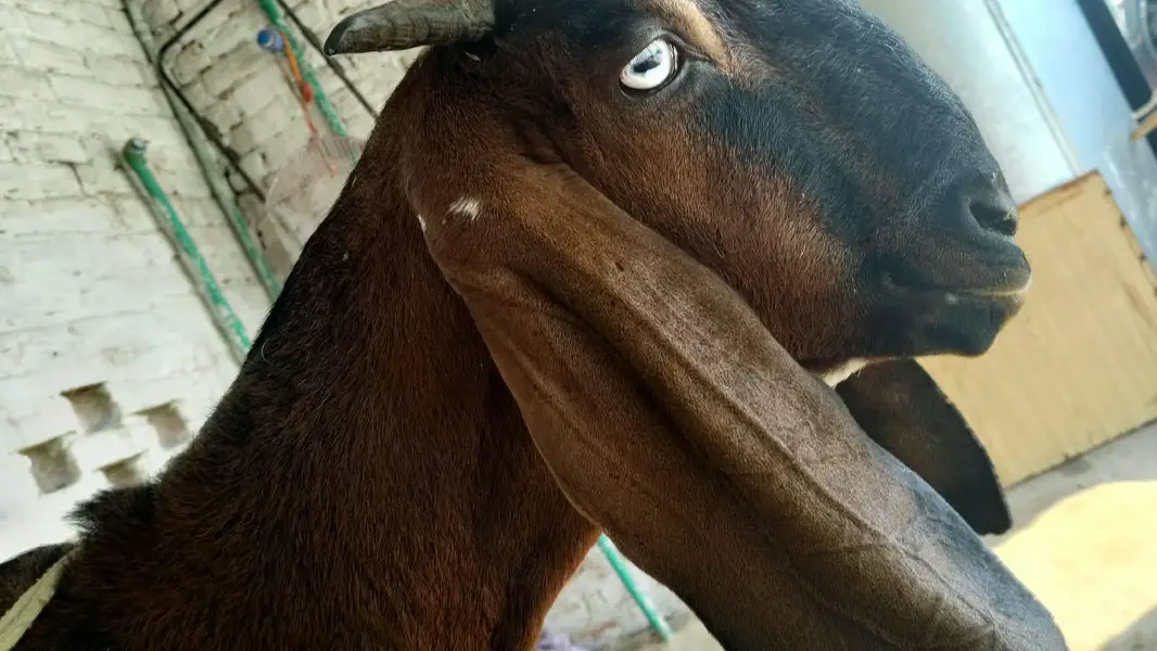 Goats — photo 4