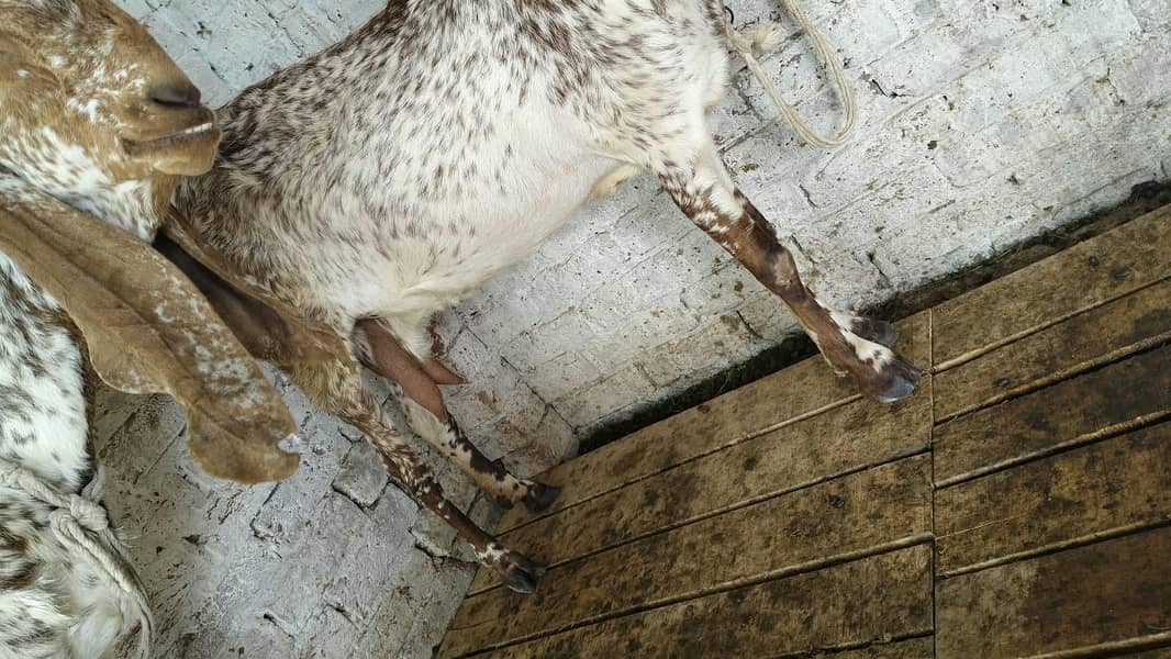 Goats 4