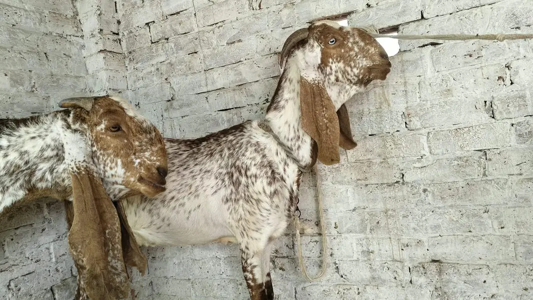 Goats — photo 6