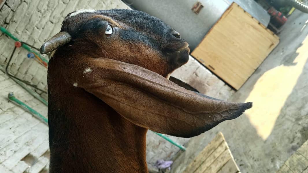 Goats 6