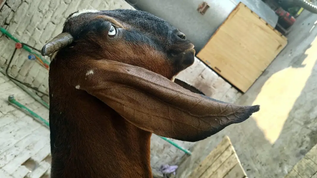Goats — photo 7
