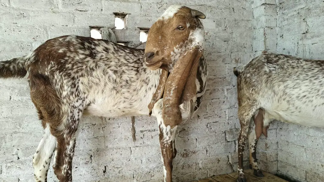 Goats — photo 8