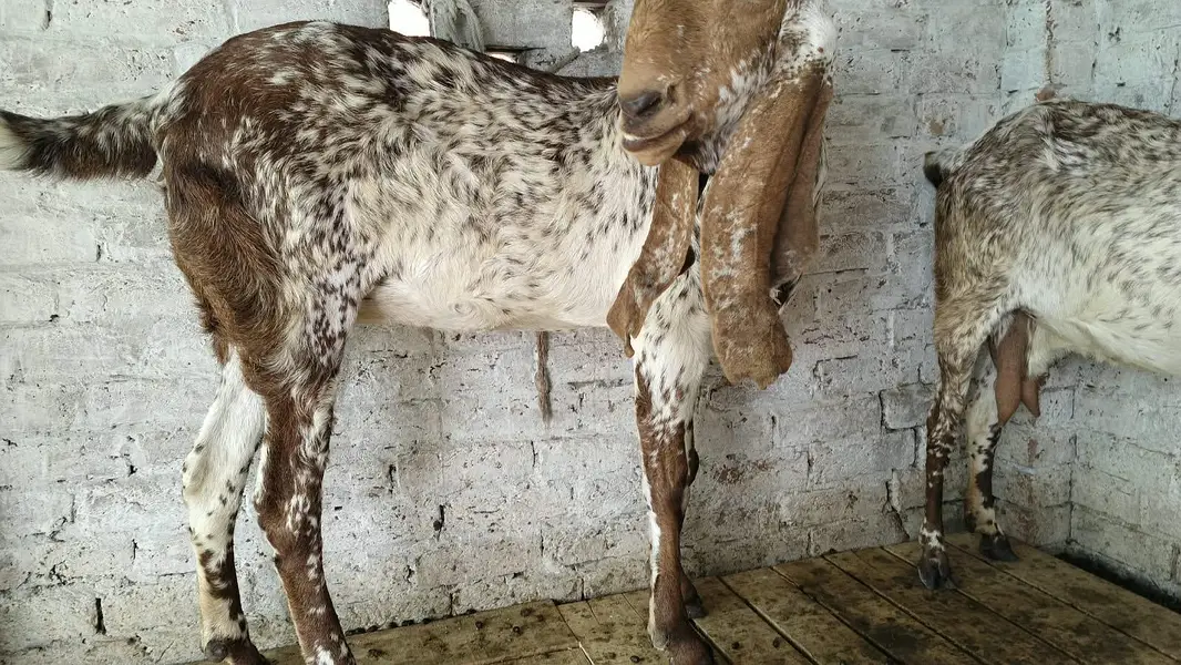 Goats — photo 9