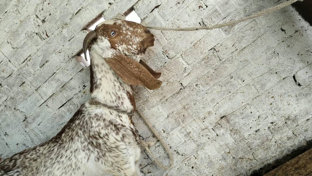 Goats 9