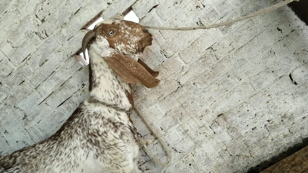 Goats — photo 10
