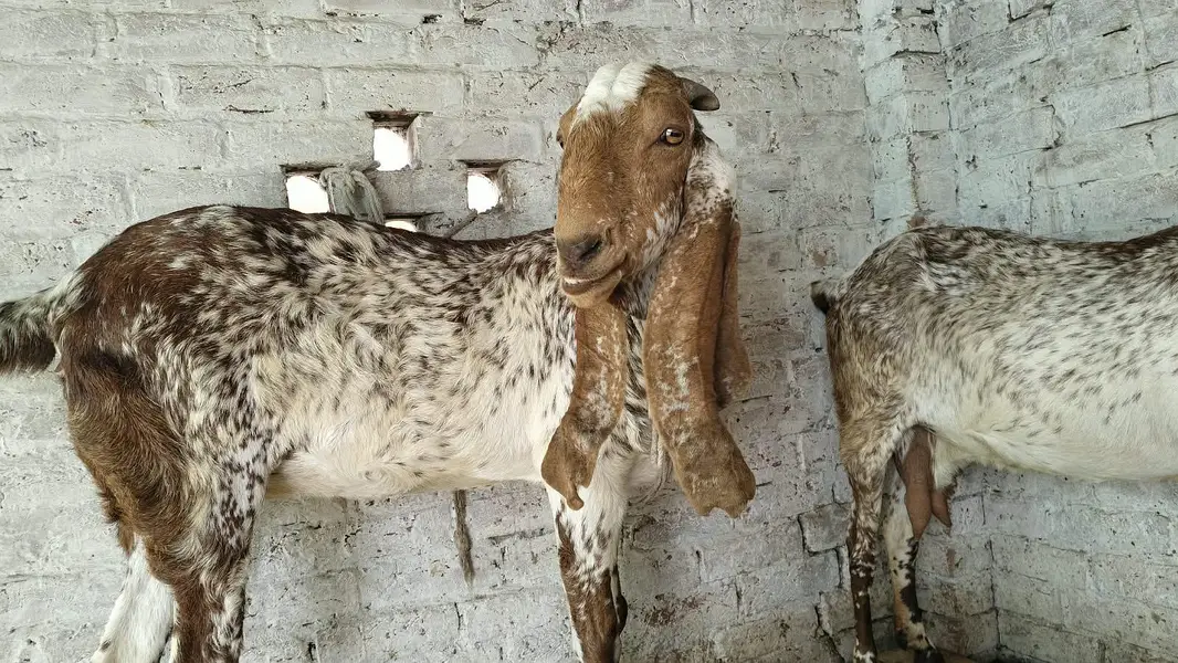 Goats — photo 11