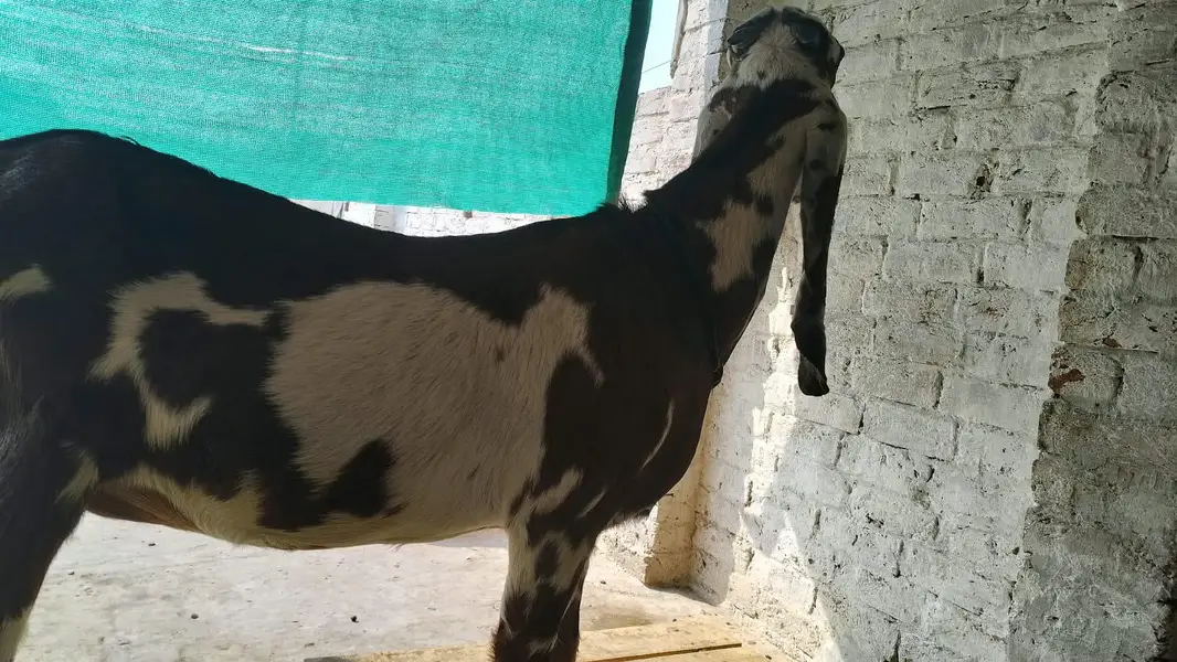 Goats — photo 12