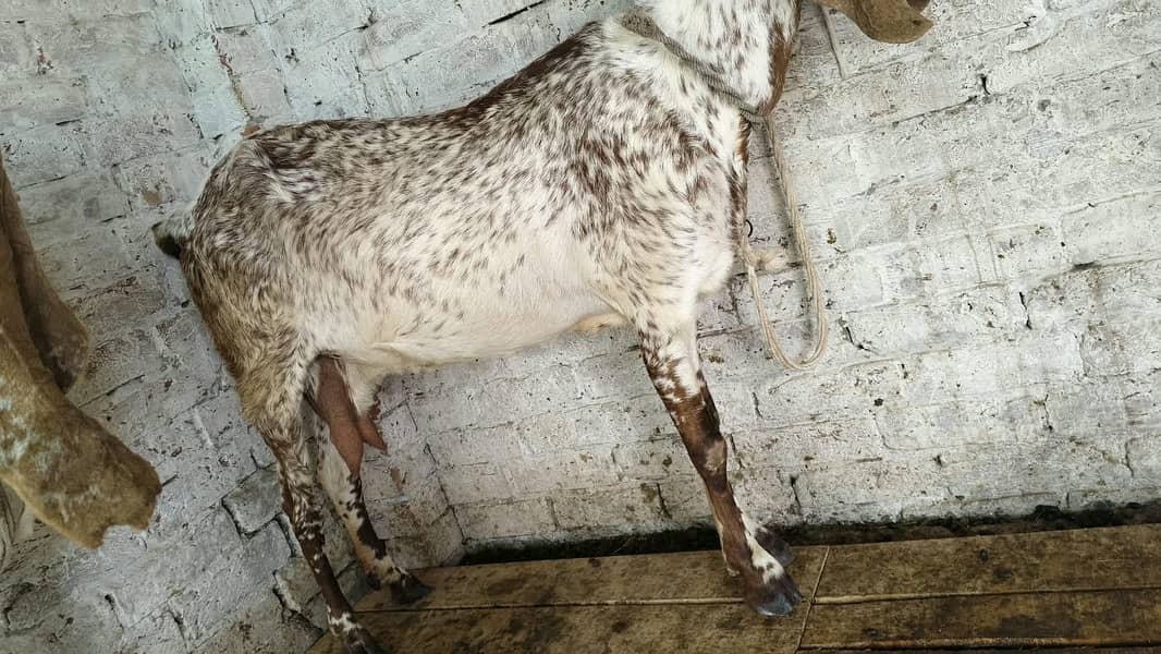 Goats 12