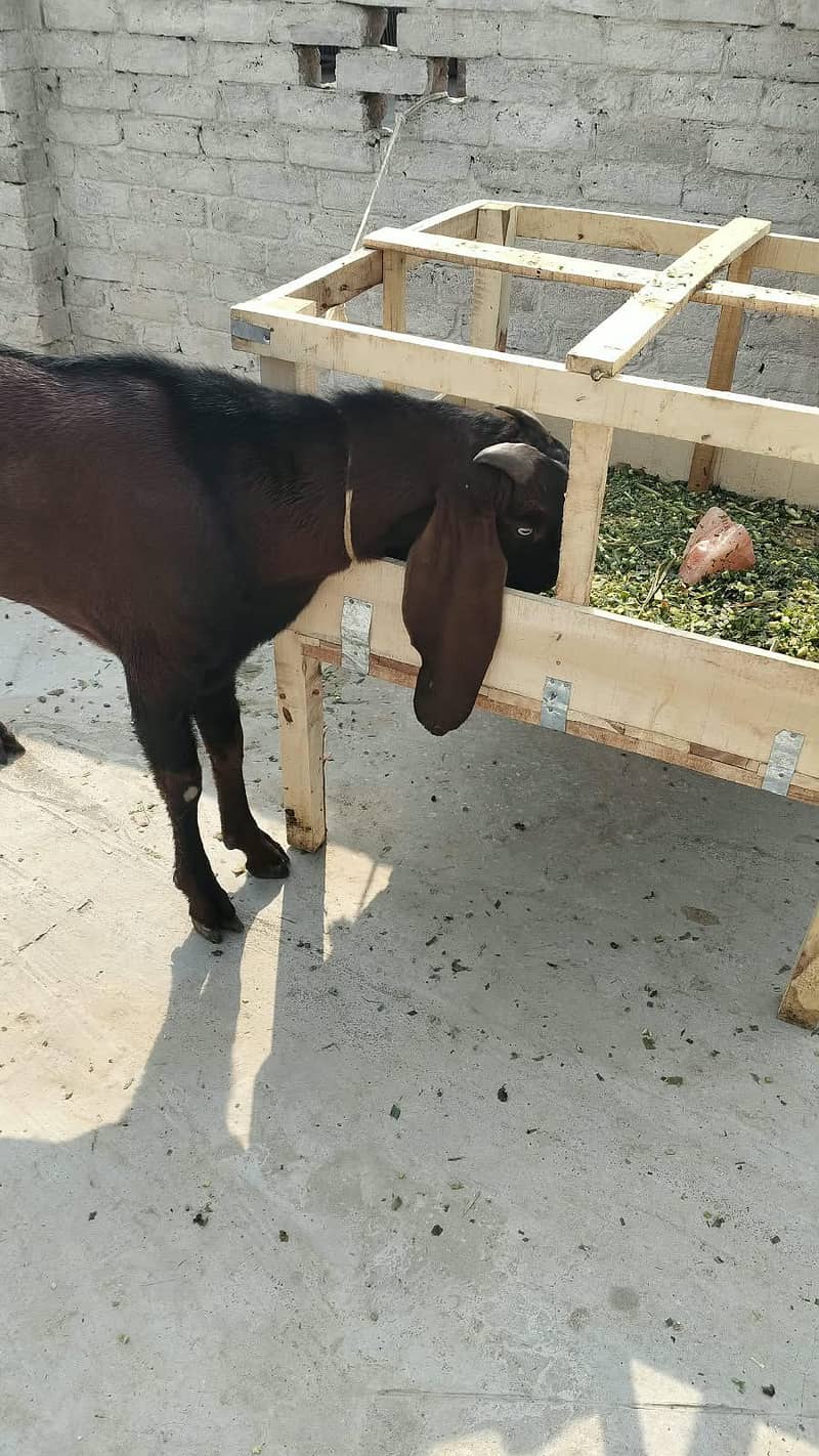 Goats 13