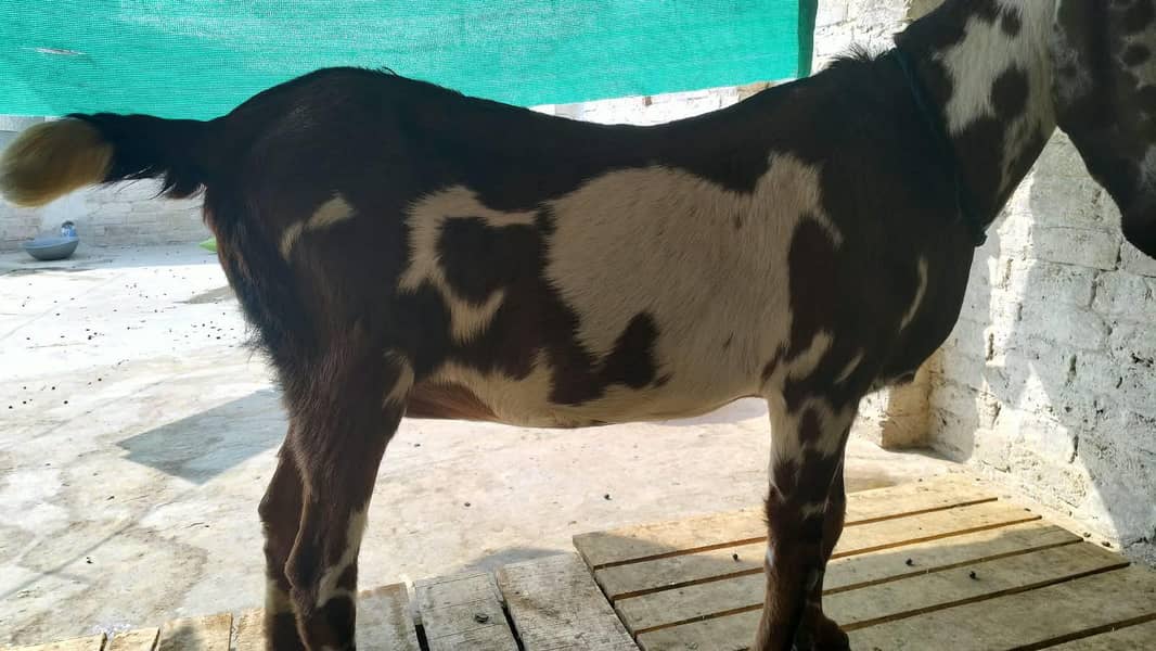 Goats 14