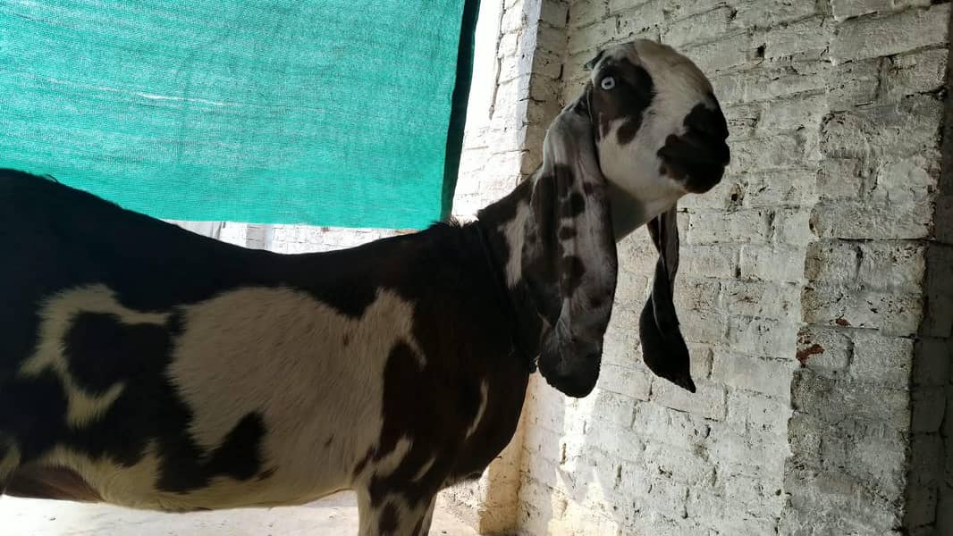 Goats 15
