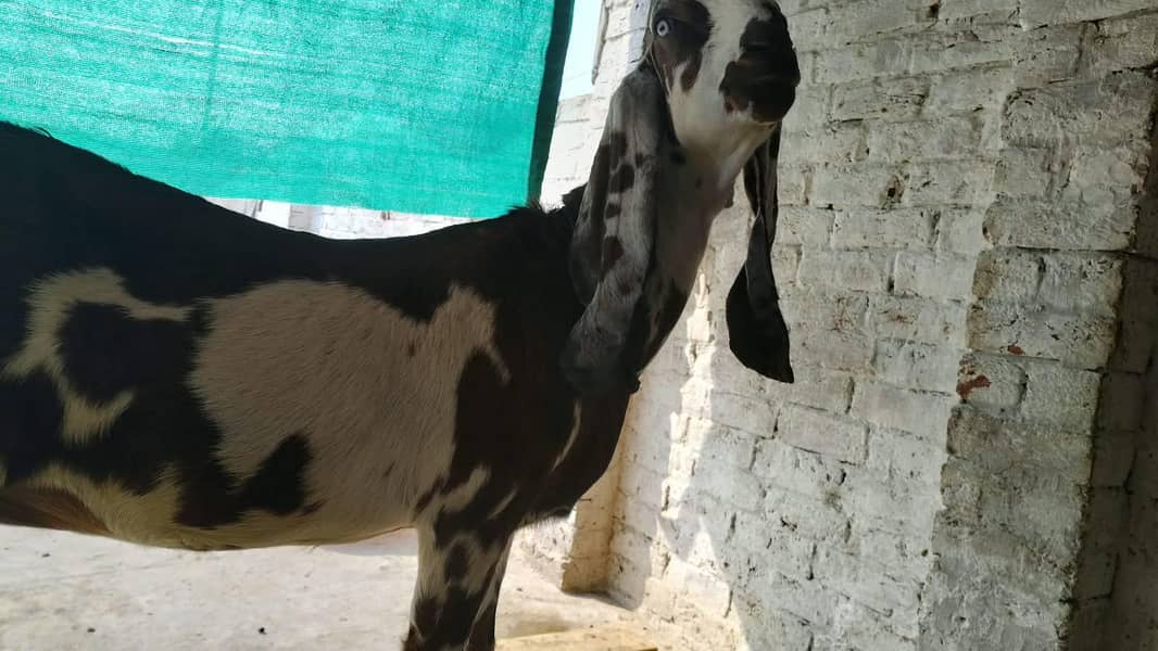 Goats 16