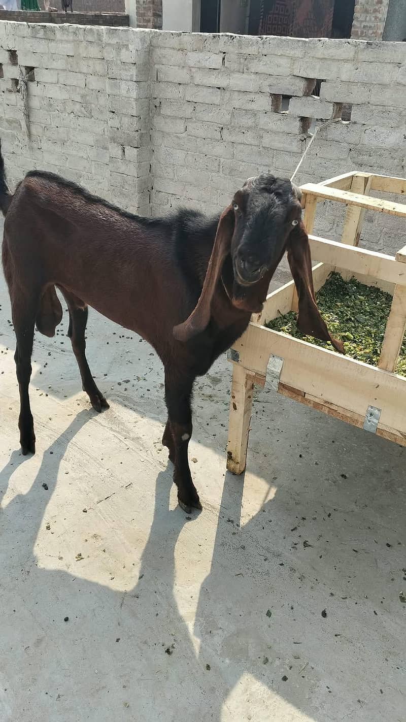 Goats 17