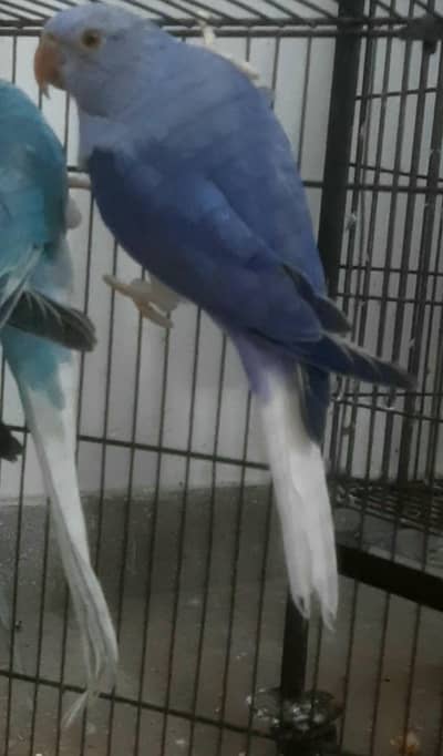 Violet CT & Blue CT