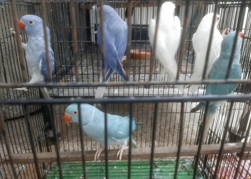 Violet CT & Blue CT — photo 2