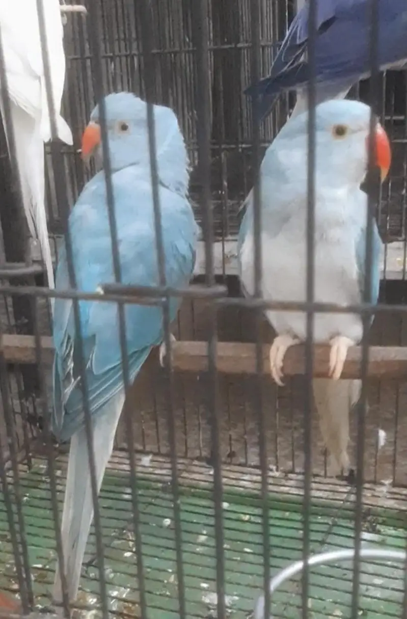 Violet CT & Blue CT — photo 4