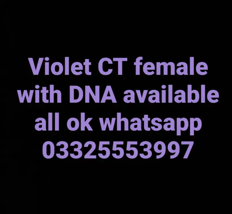 Violet CT & Blue CT — photo 5