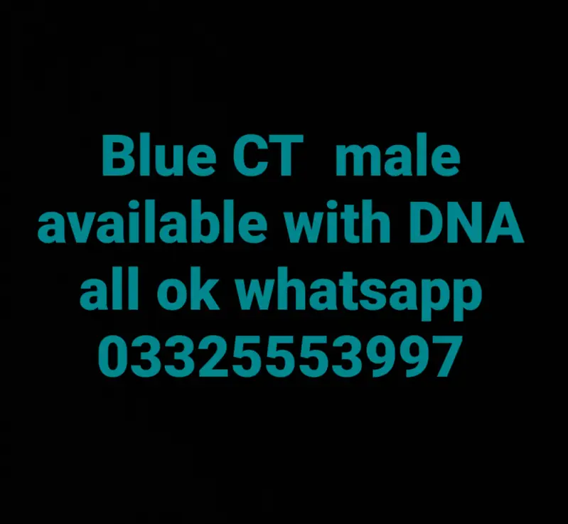 Violet CT & Blue CT — photo 6