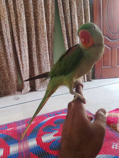 kasmemri row parrot