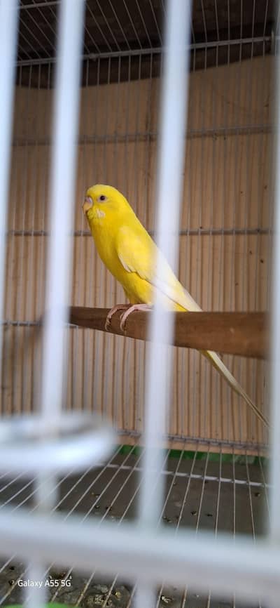 red eye breedar pair far seel 3 ciks ke saht