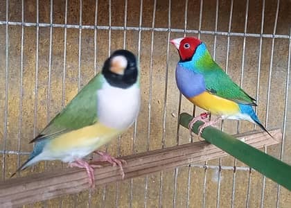 Lady Goldian Pair