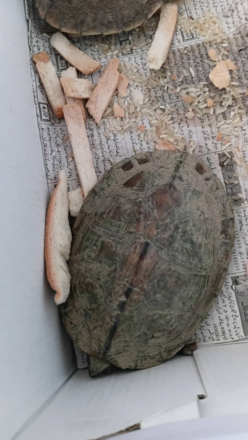 Turtle 4
