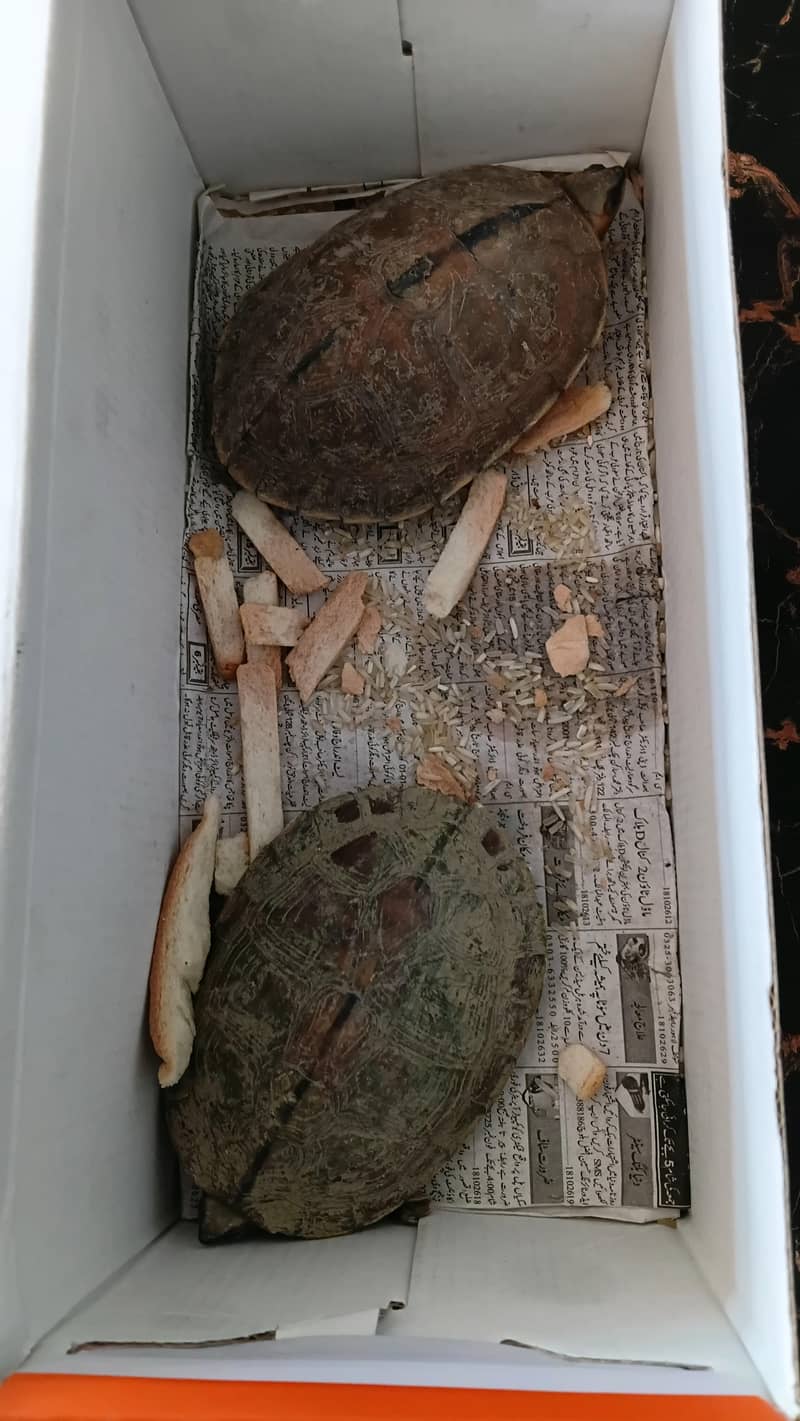 Turtle 5