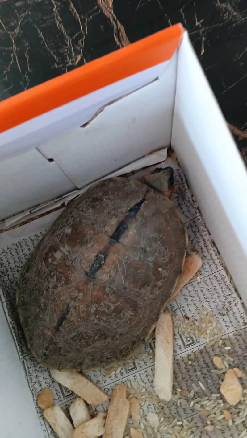 Turtle 6