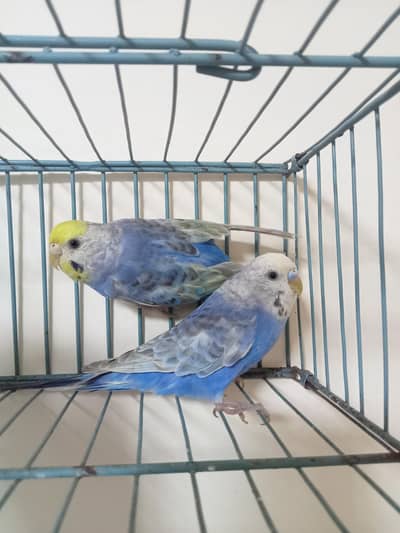 Violet Rainbow Adult pair