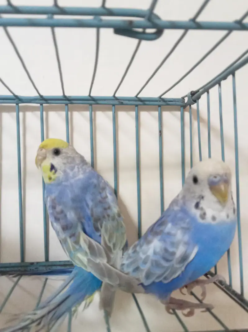 Violet Rainbow Adult pair — photo 2