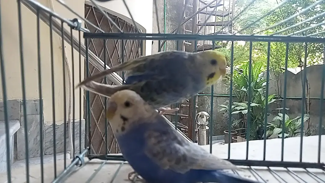 Violet Rainbow Adult pair — photo 3