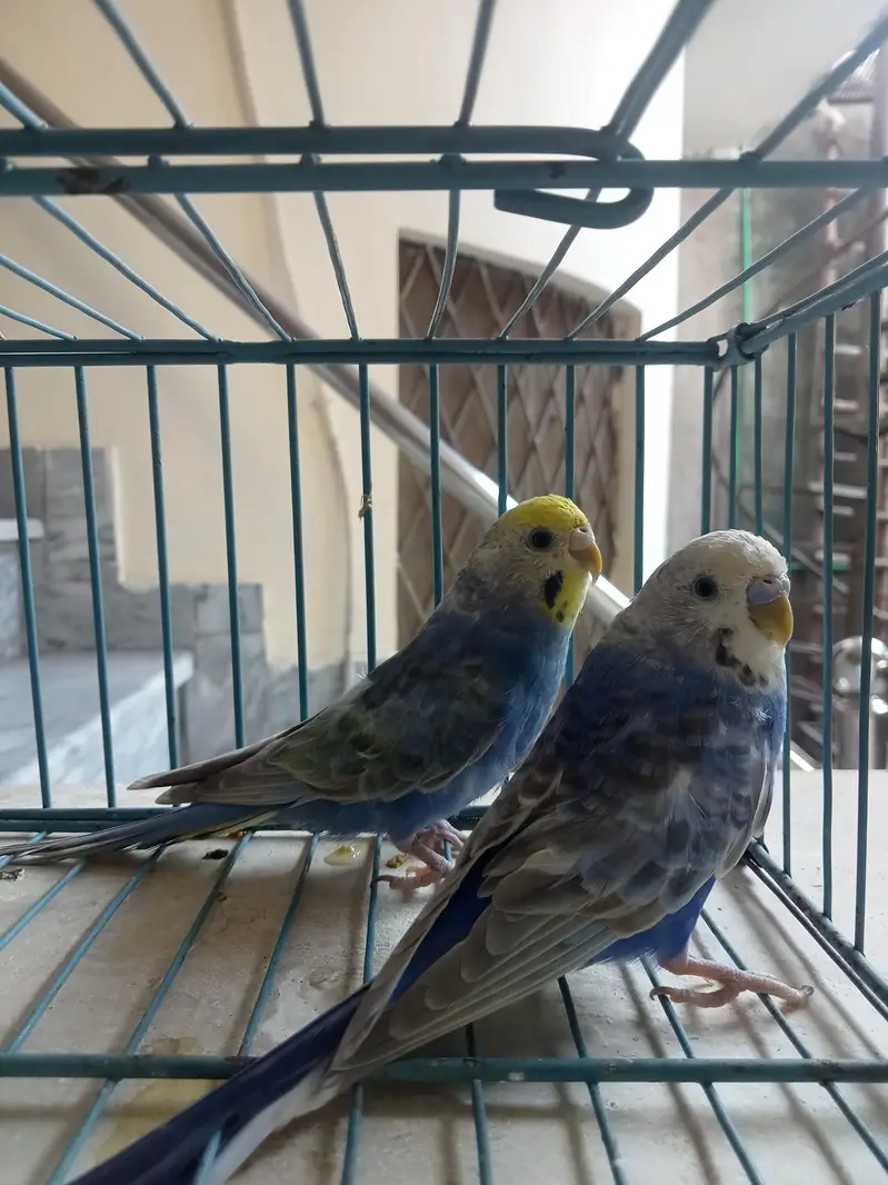 Violet Rainbow Adult pair — photo 4