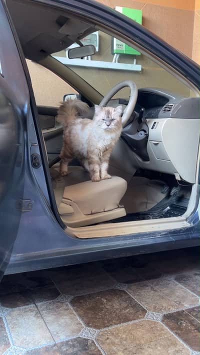 PERSIAN VACCINATED CAT