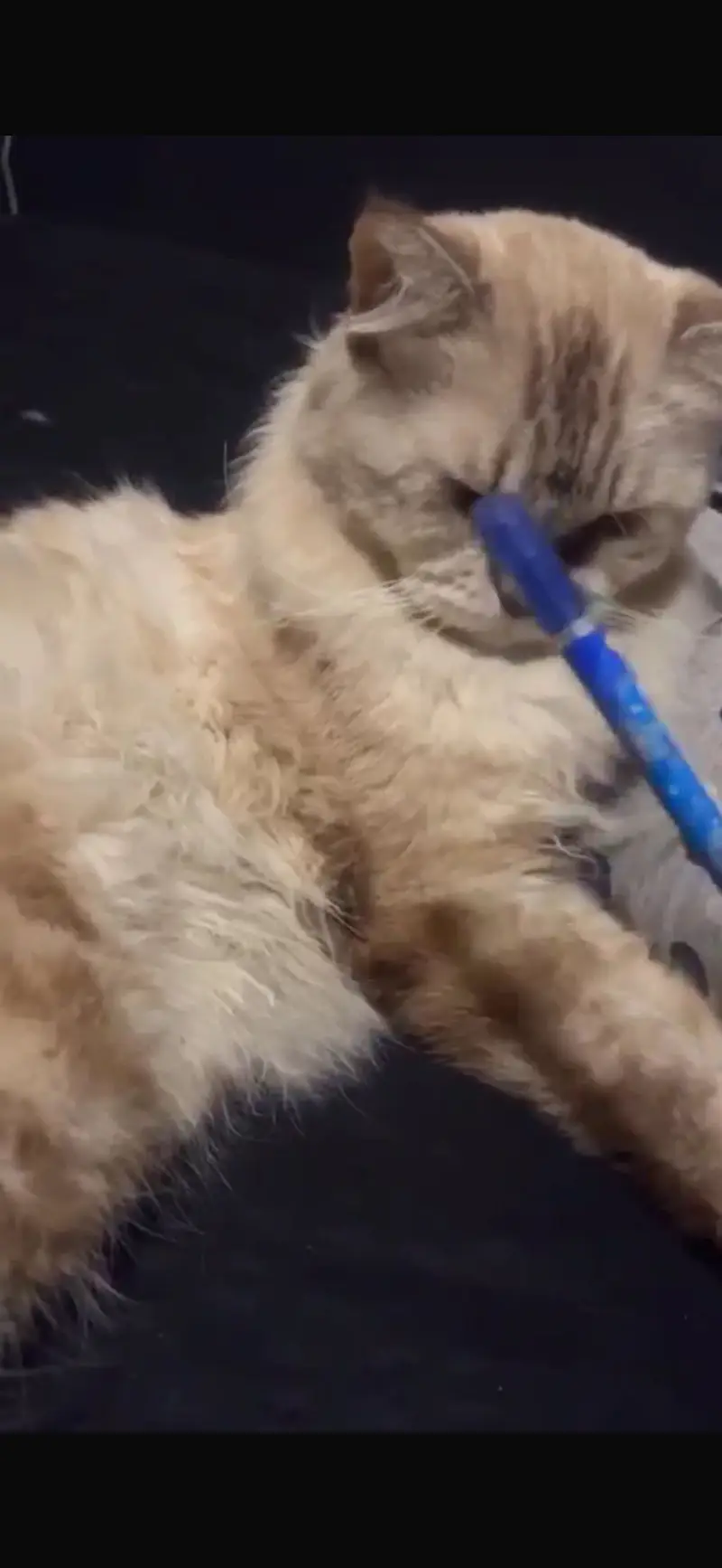 PERSIAN VACCINATED CAT — photo 2