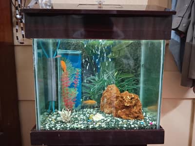 Fish aquarium