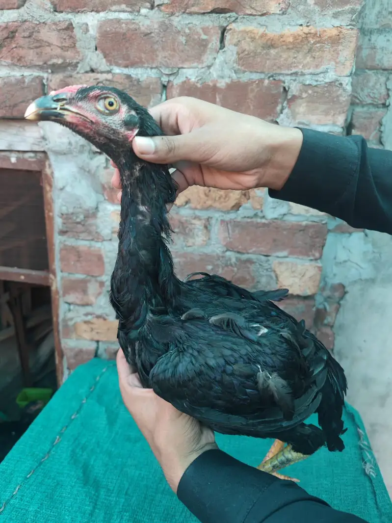 Japanese trad pakoy — photo 12