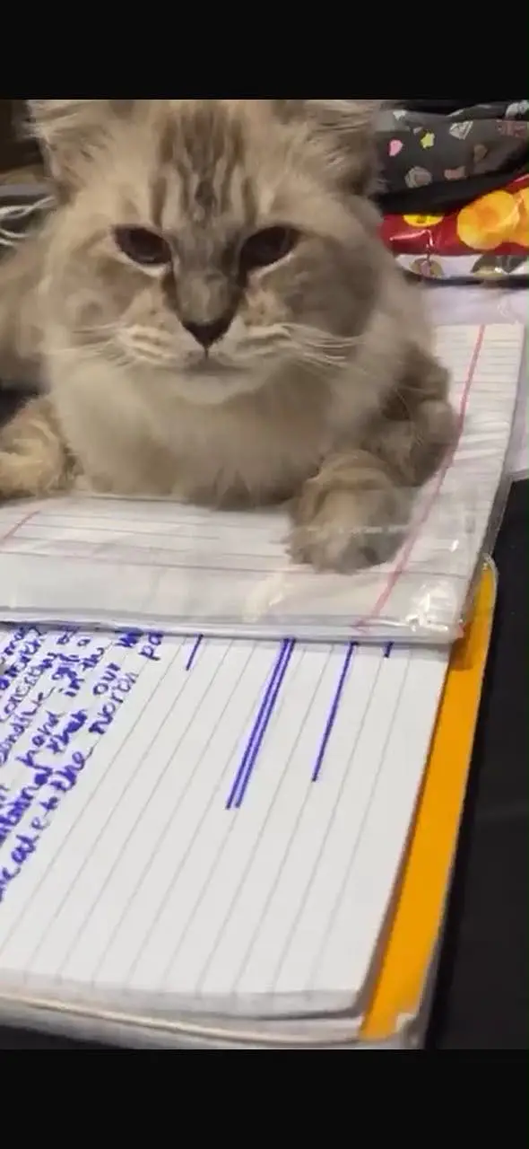 PERSIAN VACCINATED CAT — photo 3