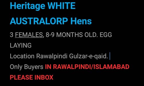 Australorp heritage