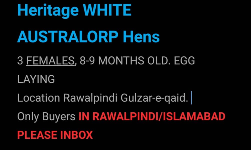 Australorp heritage 0