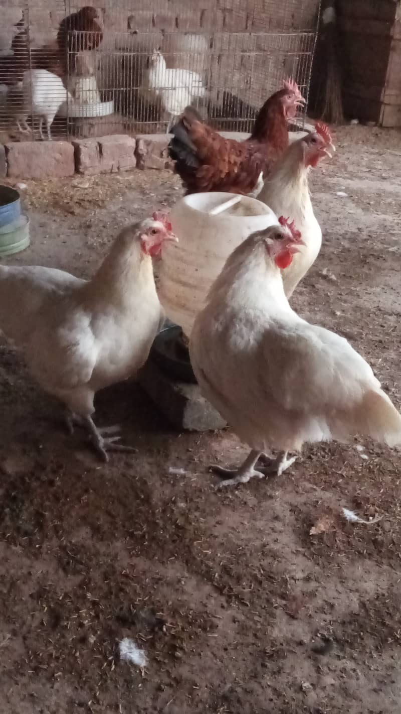 Australorp heritage 1