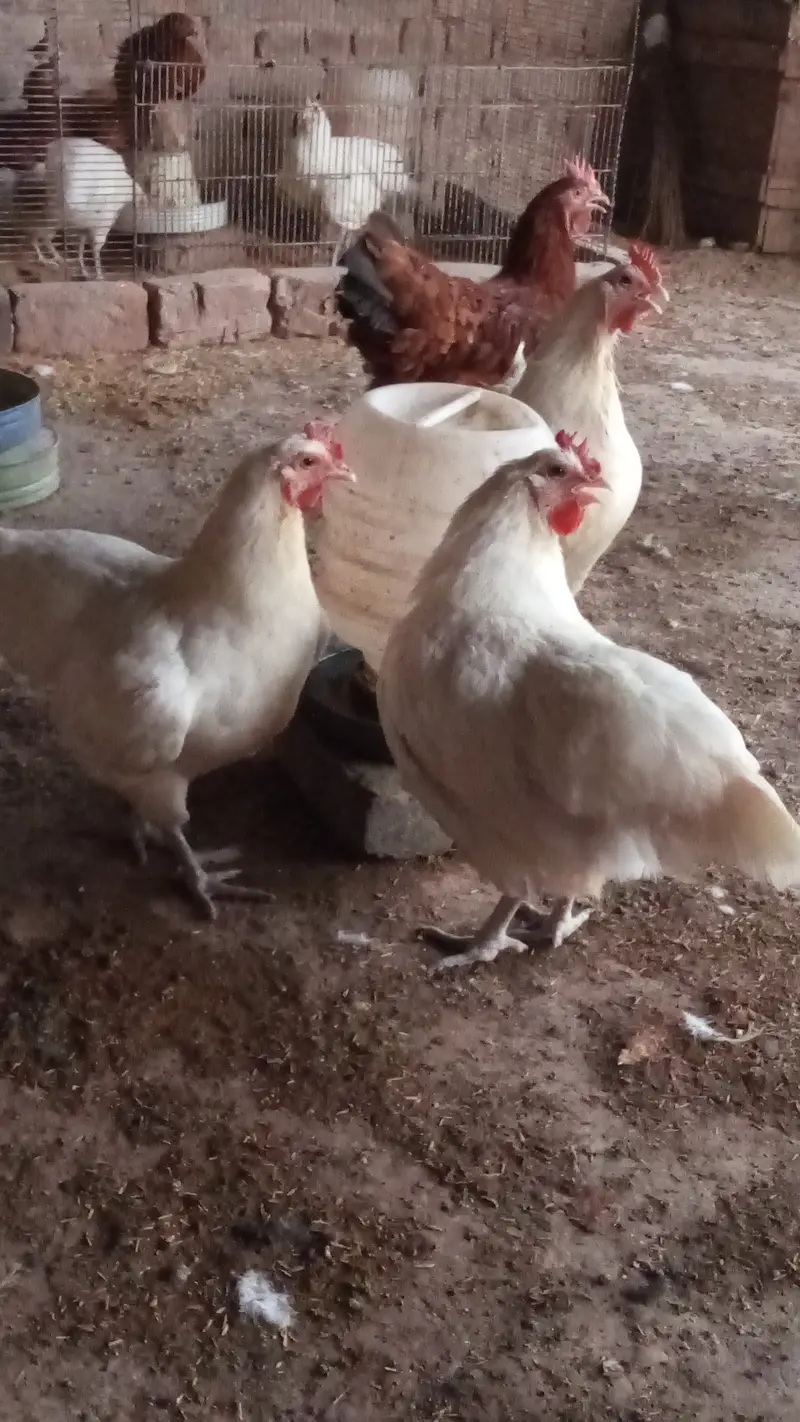 Australorp heritage — photo 2